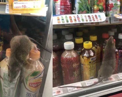一隻老鼠於擺放飲料的雪櫃中爬來爬去。爆怨公社FB