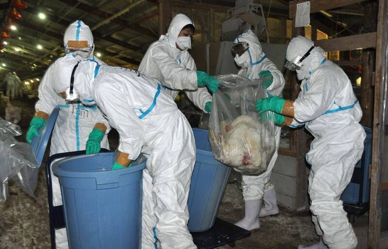 日本新潟縣養雞場死雞驗出禽流感，將撲殺63萬隻。法新社