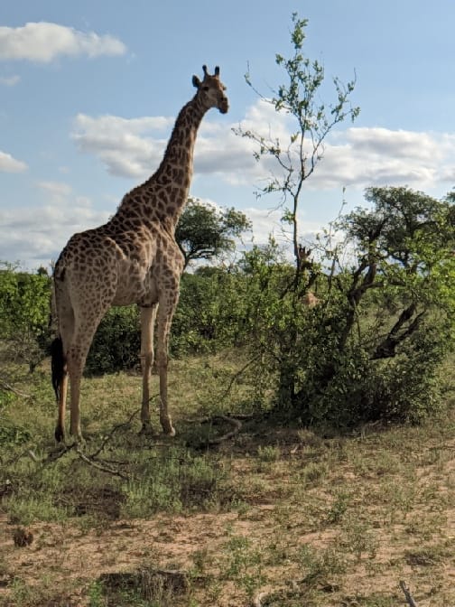 克魯格公園裡的野生動物。（X@krugerparktour）