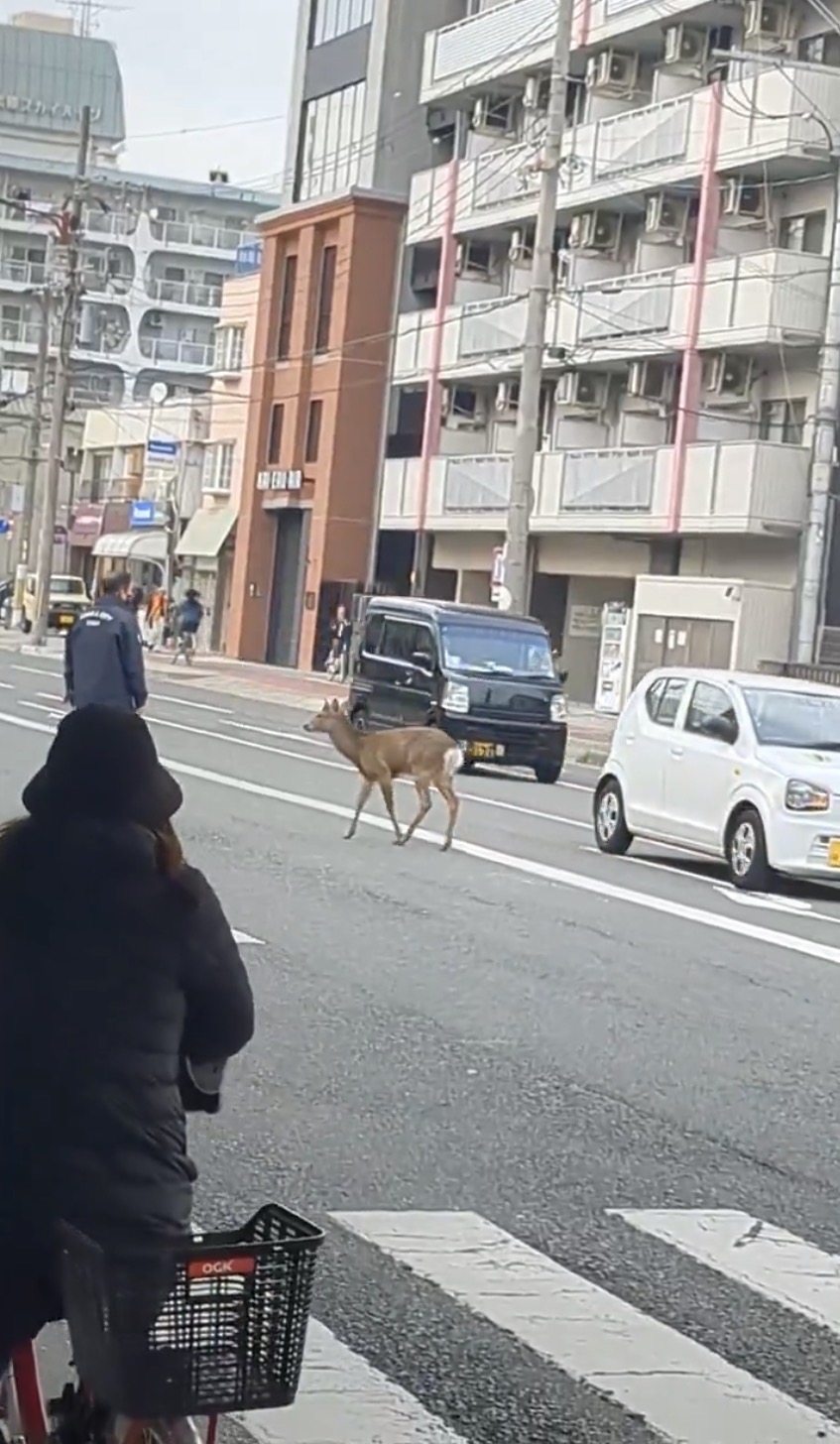 民众围观奈良鹿在大阪“逛街”。 X@china_study