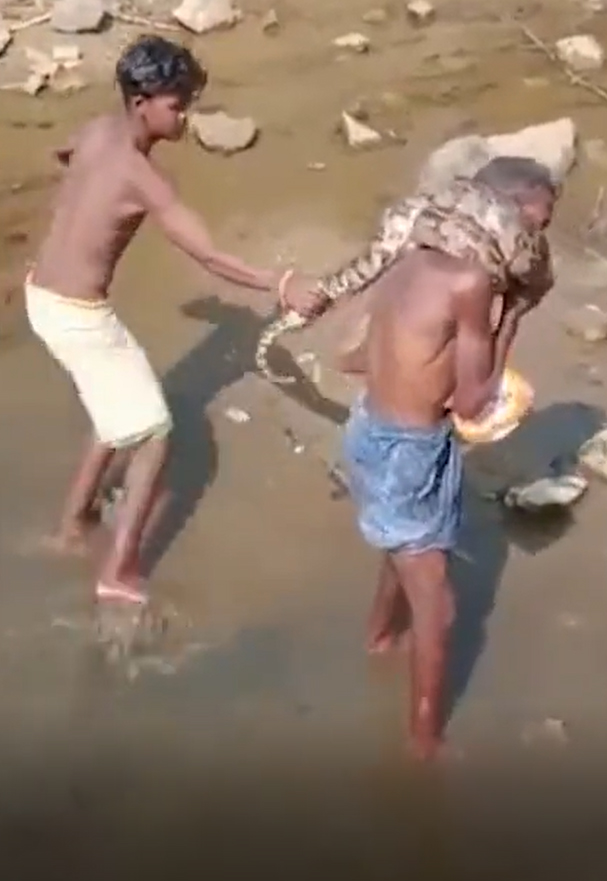 受到惊吓蟒蛇将身体收紧，勒住男子的颈。twitter图