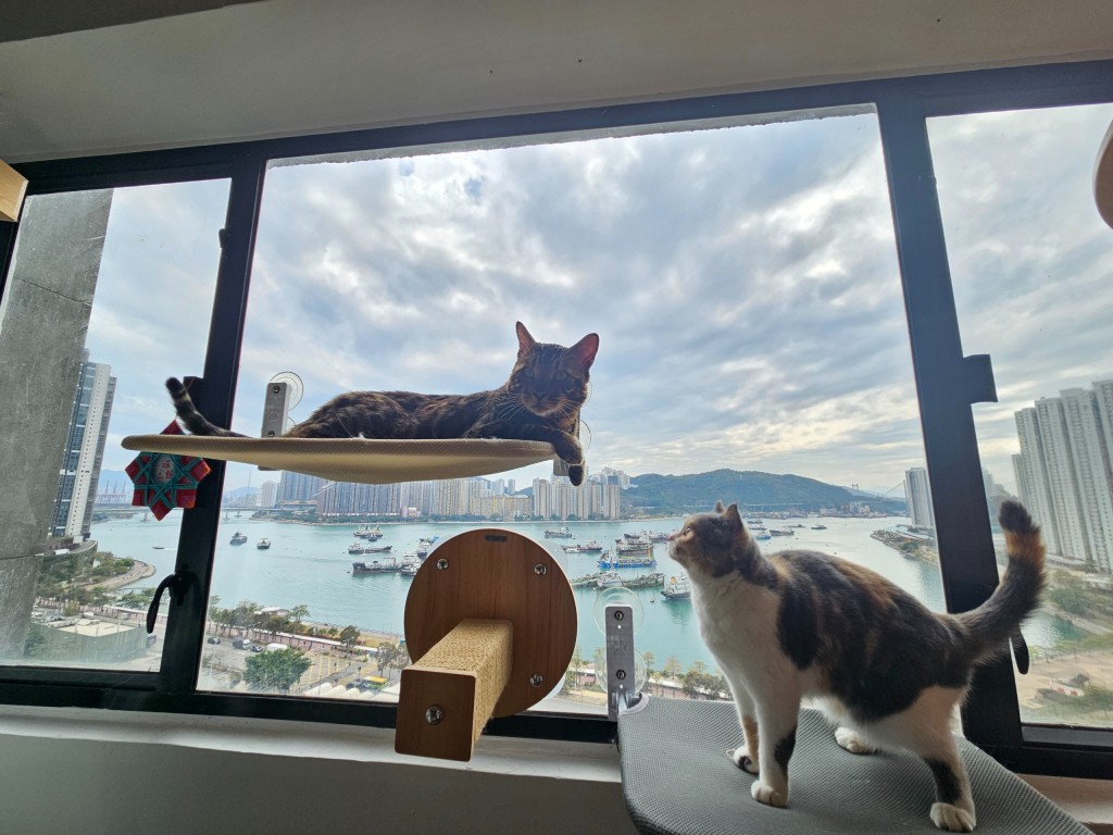 Meow Art Coffee喵公館有靚海景，在開揚的環境中人貓都身心舒暢。（圖片來源：Meow Art Coffee公館）