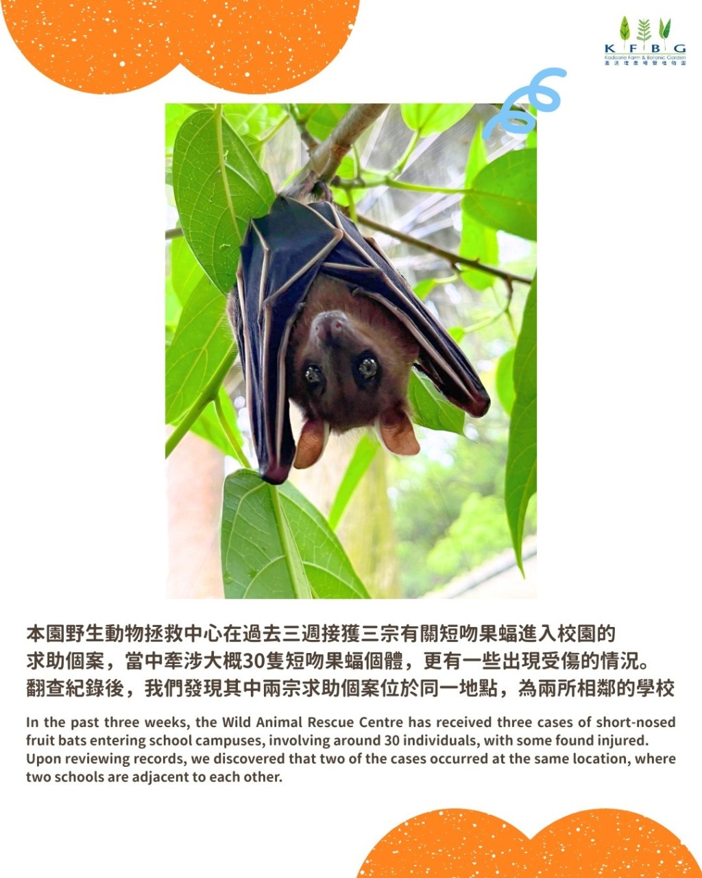 團隊到場勘察後發現附近有3棵蒲葵樹被大幅度修剪,相信短吻果蝠因失去家園,導致需要在附近建築物尋找臨時安身之所。嘉道理農場暨植物園fb圖片 團隊到場勘察後發現附近有3棵蒲葵樹被大幅度修剪,相信短吻果蝠因失去家園,導致需要在附近建築物尋找臨時安身之所。嘉道理農場暨植物園fb圖片