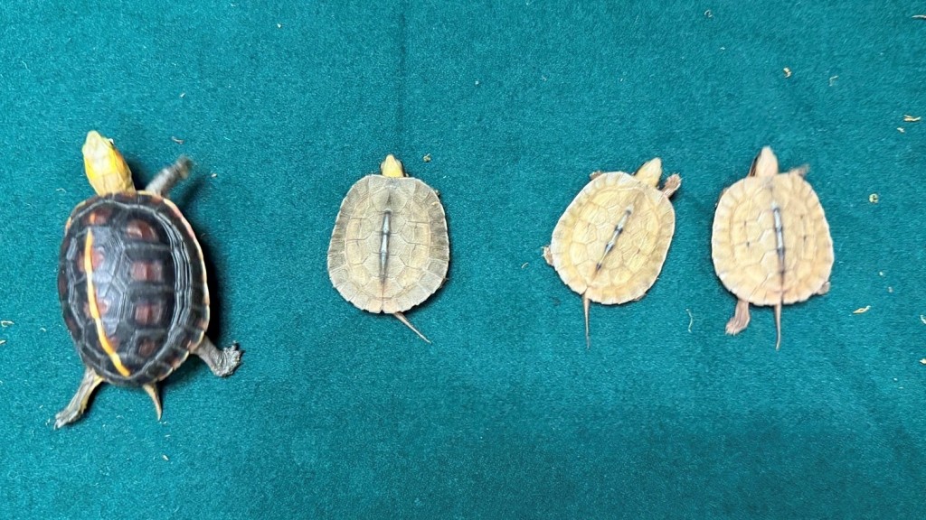 海關截查羅湖返港男 揭行李藏4隻瀕危活龜。海關圖片