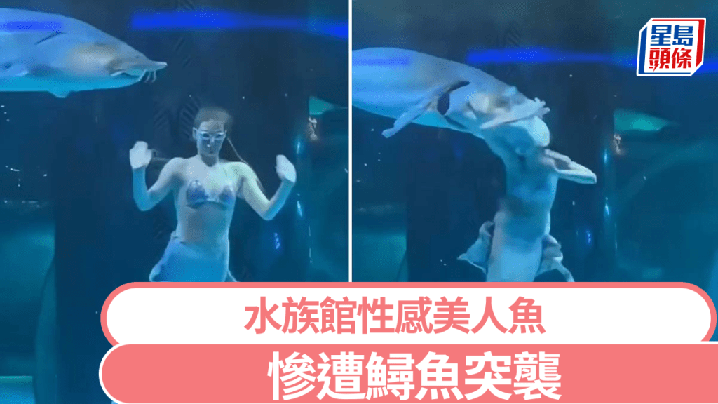 水族館內的鱘魚突然發狂咬「美人魚」。