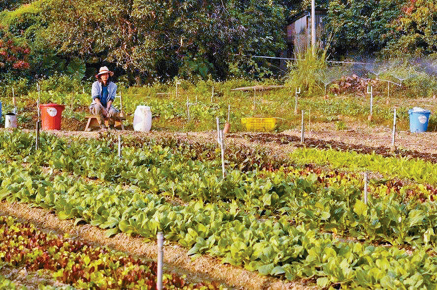 政府擬界定37個農業優先區，涉980公頃土地，位於北區元朗、大埔及離島。