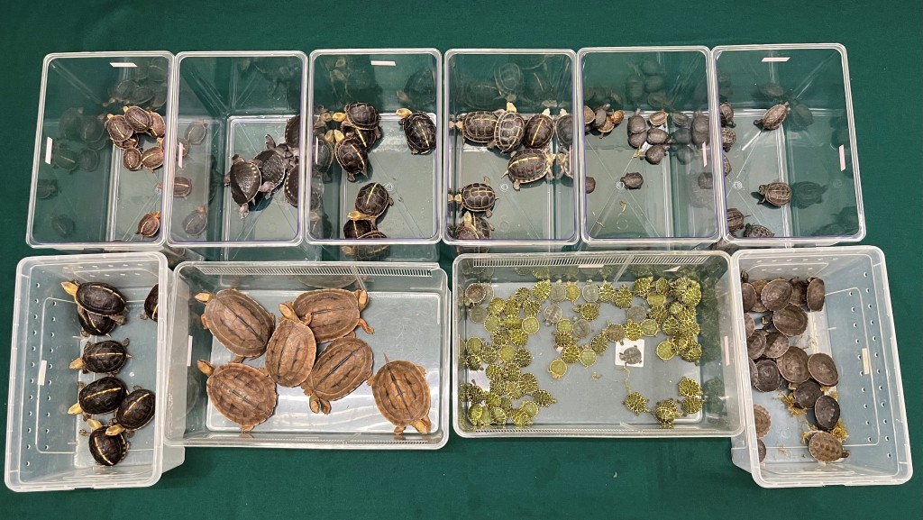 落馬洲海關截查77歲內地翁 檢164隻走私活龜 部份屬瀕危