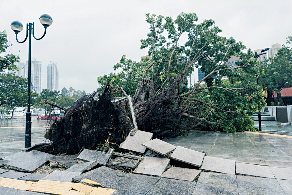 陸萌茜表示，借助AI賦能的氣候動力模型，可更精準地預測天氣和氣候，有助提升災害應變機制。圖為「樺加沙」襲港的情況。