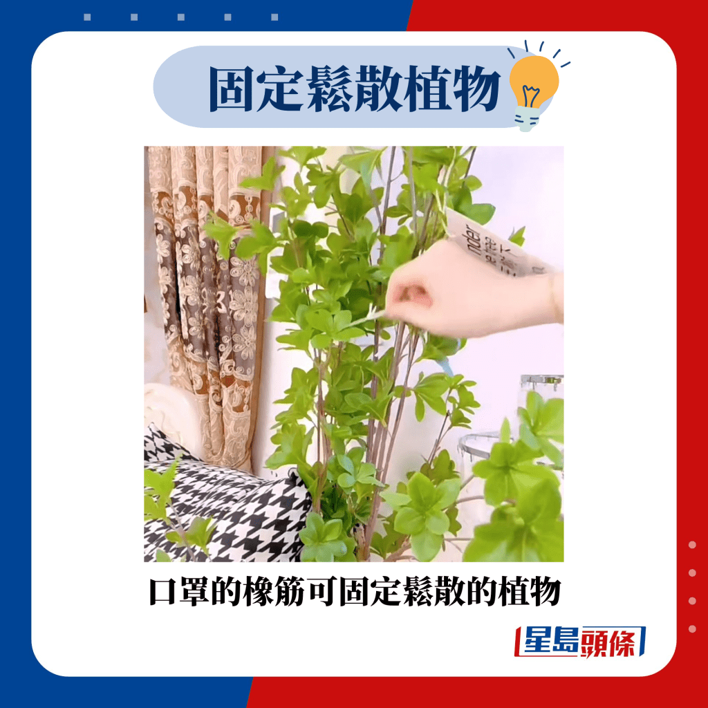 固定鬆散植物