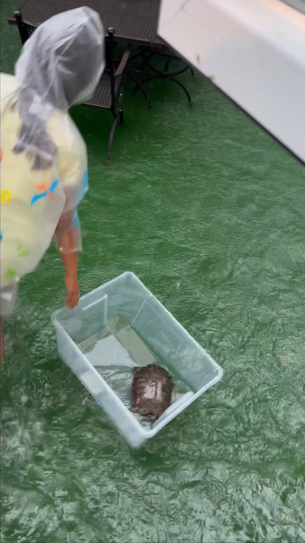 家姐将乌龟放在胶盒内，齐齐在水中漫步！