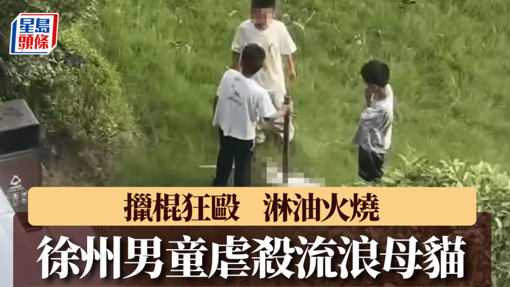 徐州3男童虐殺流浪母貓。大河報