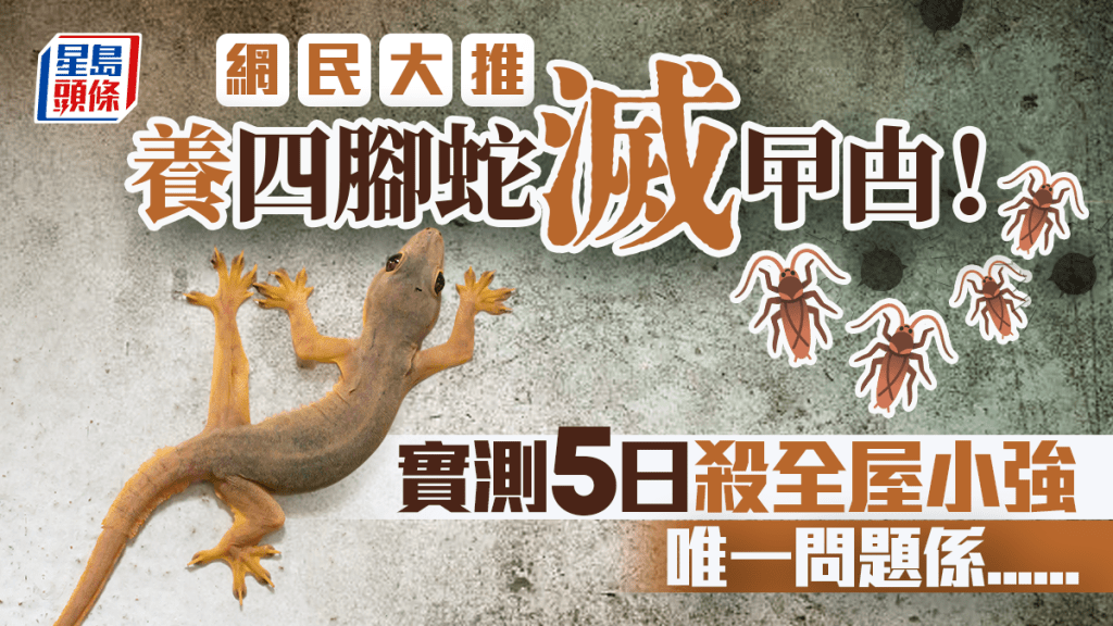 養四腳蛇滅曱甴！？網民大推「生物防治」 實測5日殺全屋小強 唯一問題係......