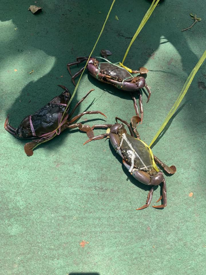 蟹主以尼龙绳绑著3只蟹在散步。网图