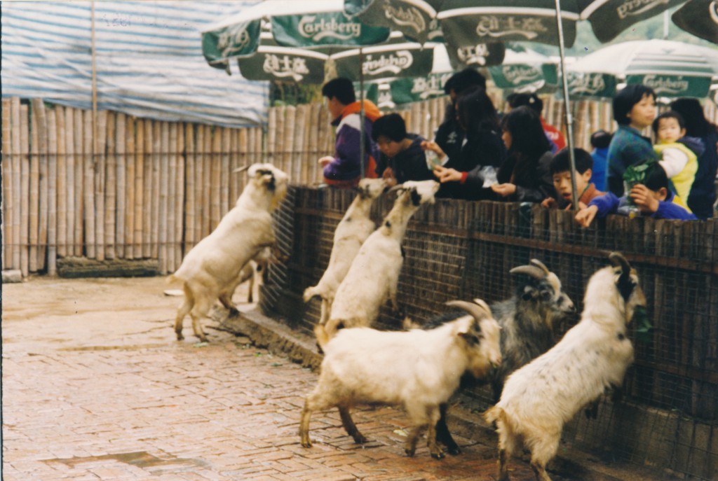 荔園動物園內羊仔最受小朋友歡迎。