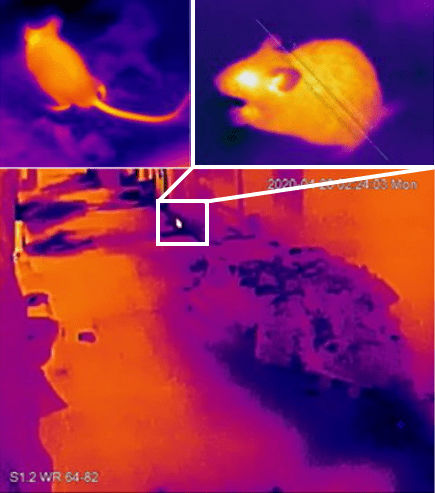 食環署在監察地點設置的熱能探測攝錄機攝取發現鼠隻的熱成圖像。