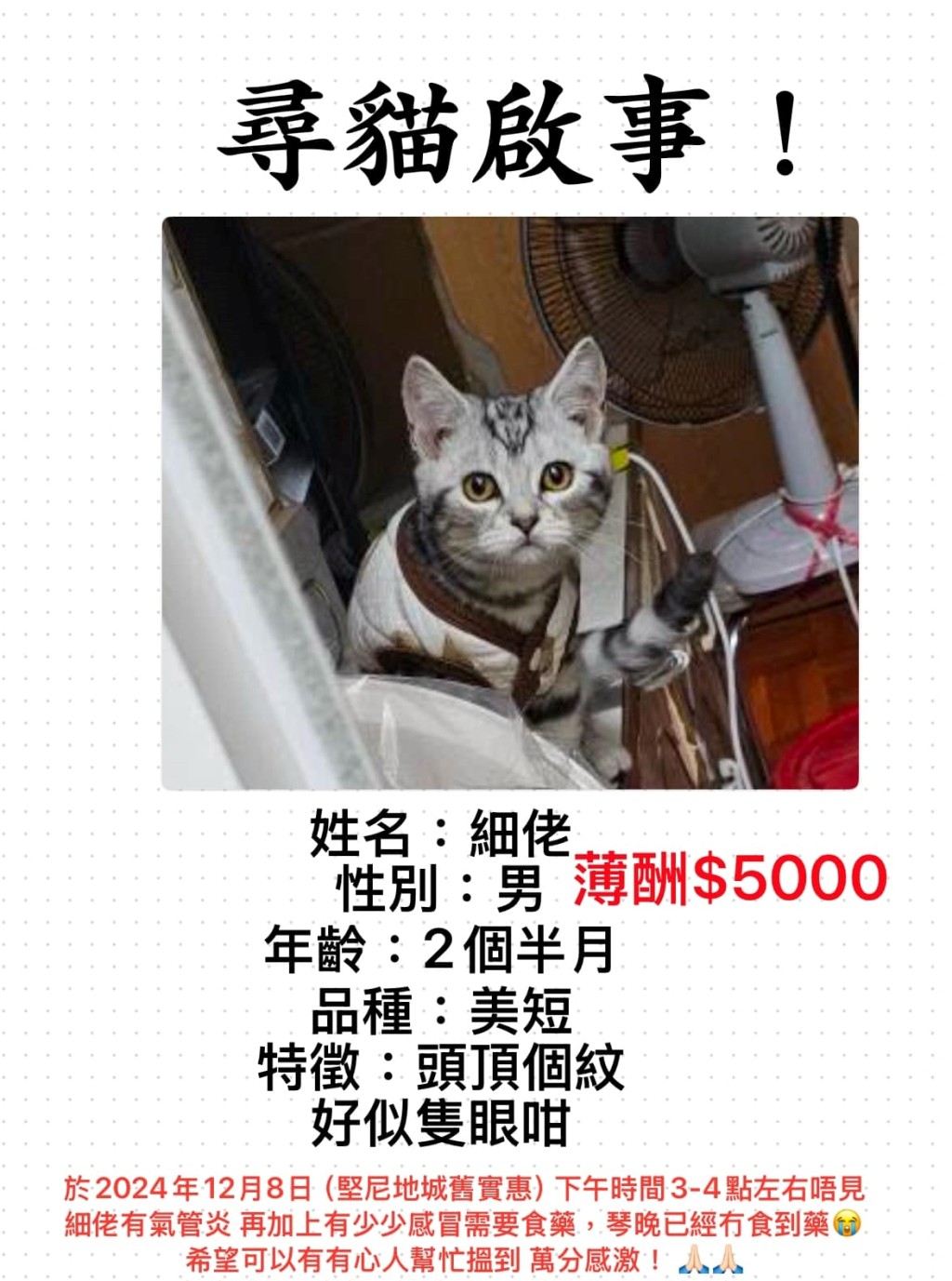 女主人早前发放的寻猫告示。FB：天下猫猫一样猫群组