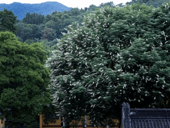 灵隐寺600岁「佛门圣树」开花。