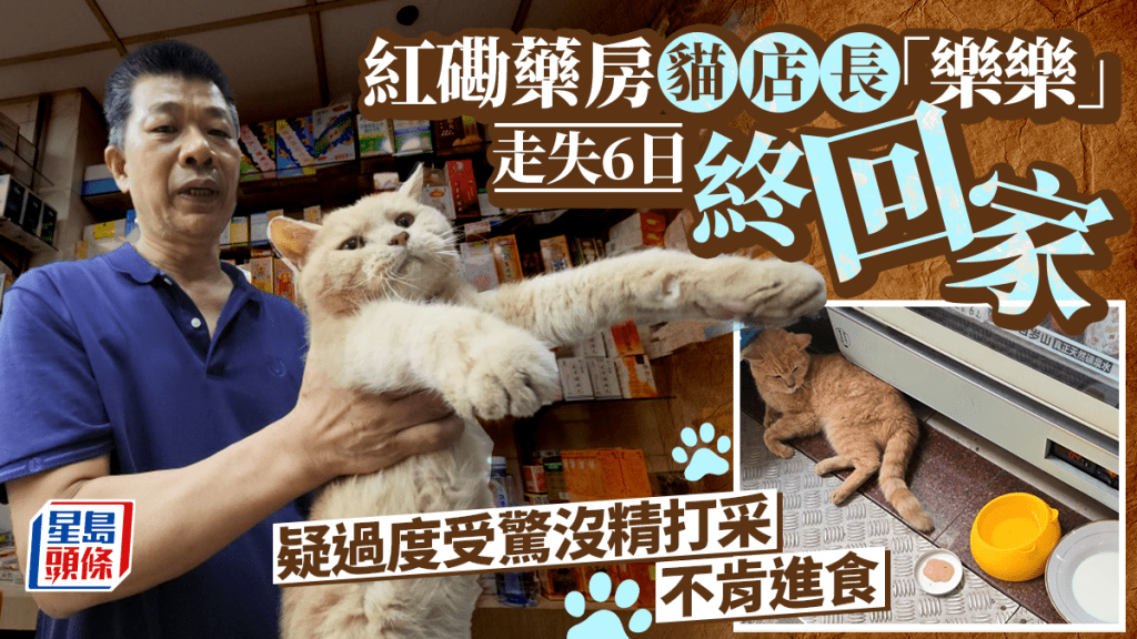 紅磡藥房貓店長「樂樂」走失6日終回家 疑過度受驚沒精打采不肯進食 老闆憂心