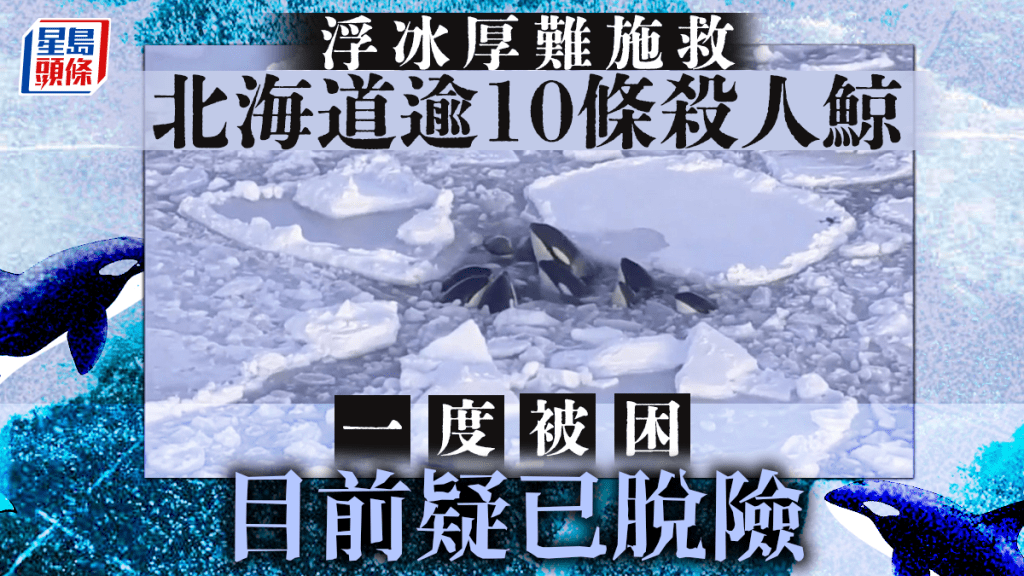 北海道被困浮冰殺人鯨疑已脫險 一度爭相探頭呼吸空氣