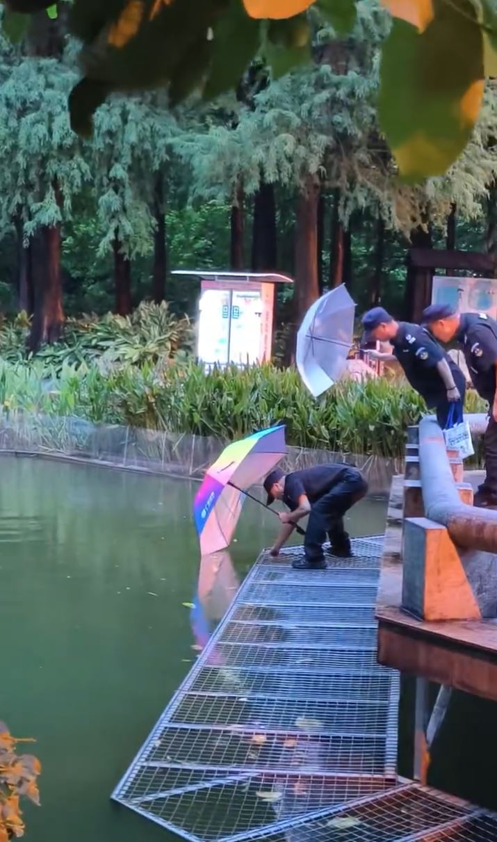 保安解救困在铁丝网的黑天鹅幼崽，遭其父母攻击。