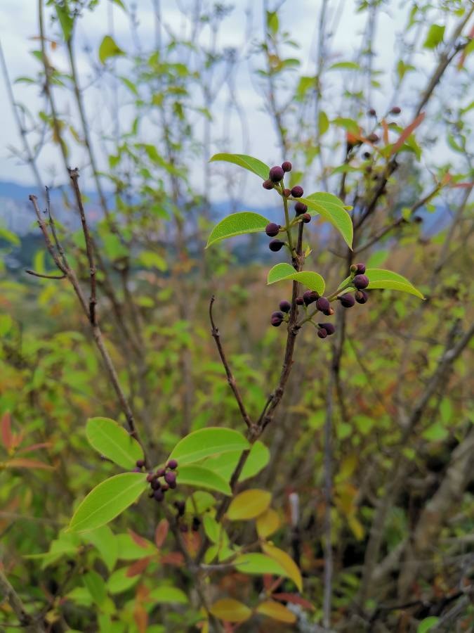黃牛木。Lok Lok圖片