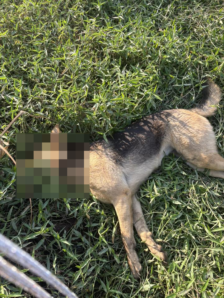 落馬洲料壆路近日有多隻狗離狗死亡。fb「Sai Kung Stray Friends Foundation」圖片