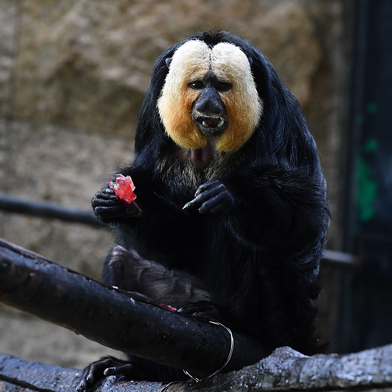 香港動植物公園內的香港動植物公園白面僧面猴。香港動植物公園網圖