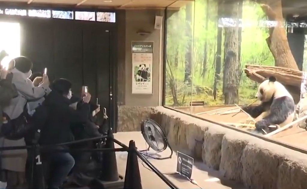 龍鳳胎熊貓「曉曉」和「蕾蕾」27日離開日本回中國，吸引大量日本民眾與牠們道別。CCTV