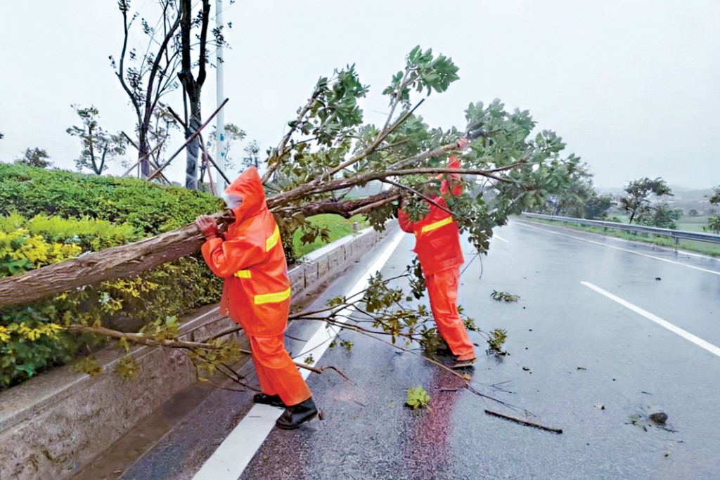「米娜」剛過，廣東又要應對「樺加沙」。圖為汕尾工人清理不敵「米娜」的樹木。