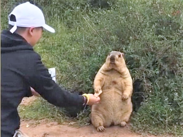 四川省疾控中心呼籲民眾不要近距離接觸土撥鼠。網圖