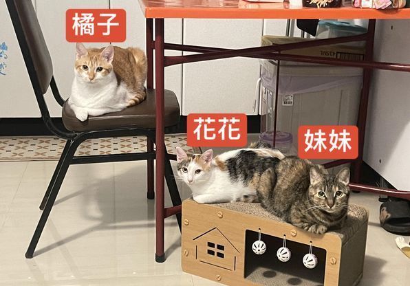 天王星8樓余小姐養的三隻貓，「橘子」、「妹妹」獲救，「花花」仍未尋獲。 ETtoday