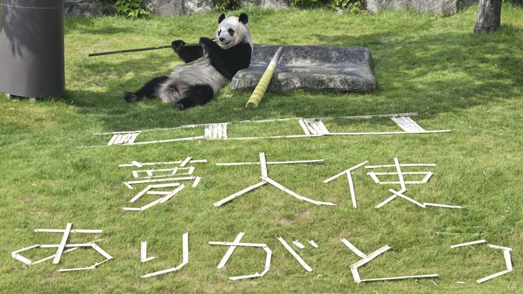和歌山交通安全大使「夢大使」楓濱開心吃竹子。 路透社 和歌山交通安全大使「夢大使」楓濱開心吃竹子。 路透社