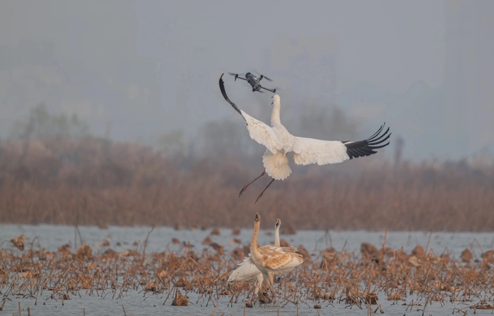 白鶴杭州南湖過冬被滋擾,鶴爸護幼大戰無人機。 白鶴杭州南湖過冬被滋擾,鶴爸護幼大戰無人機。