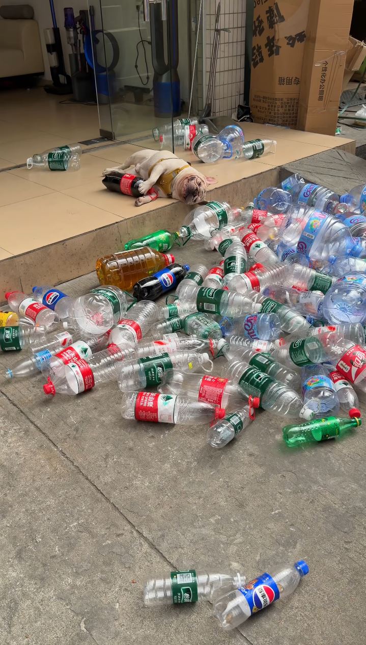 “小白”的捡胶樽变卖影片，令牠每月总收入近万元。