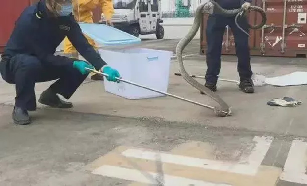 海关职员与码头人员合力捕获这条眼镜王蛇。互联网图片