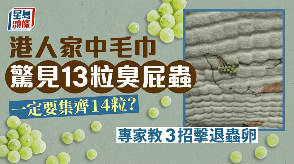 港人家中毛巾惊见13粒臭屁虫 网民逐粒数：少咗1粒去咗边 专家教3招击退虫卵