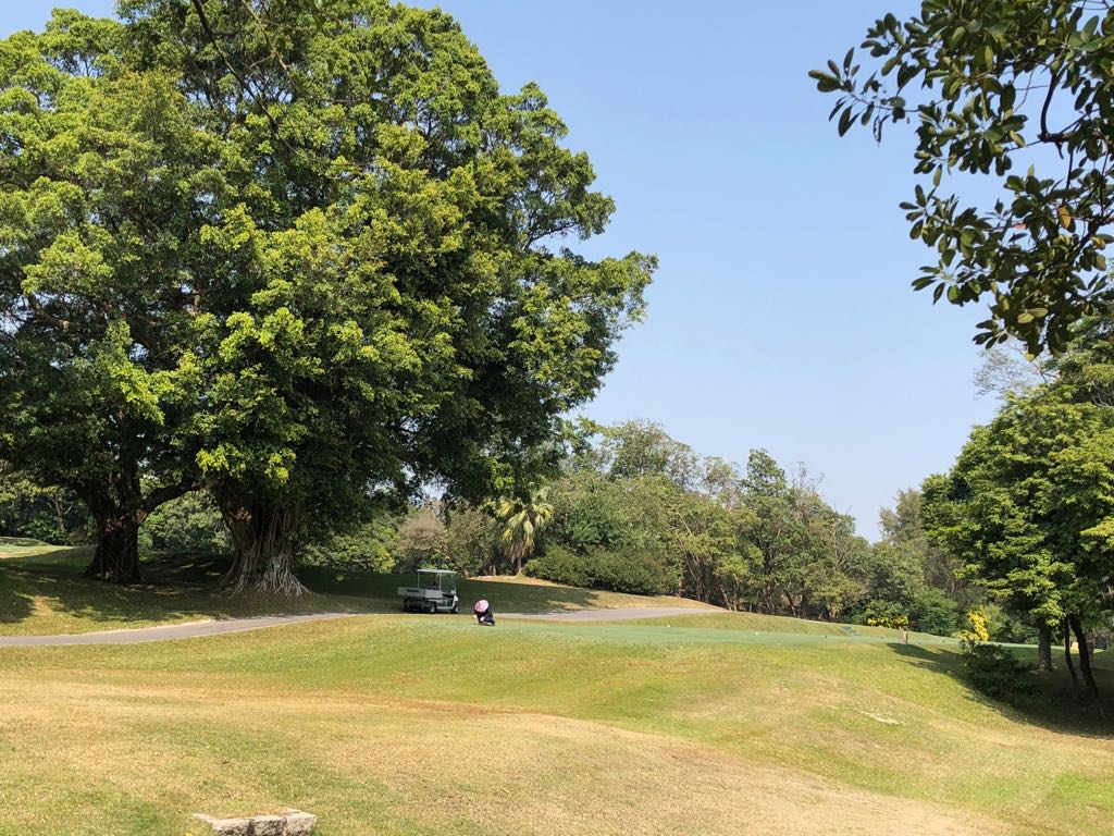 粉嶺高爾夫球場內樹木眾多，估計約有80棵可能符合納入古樹名木準則。資料圖片