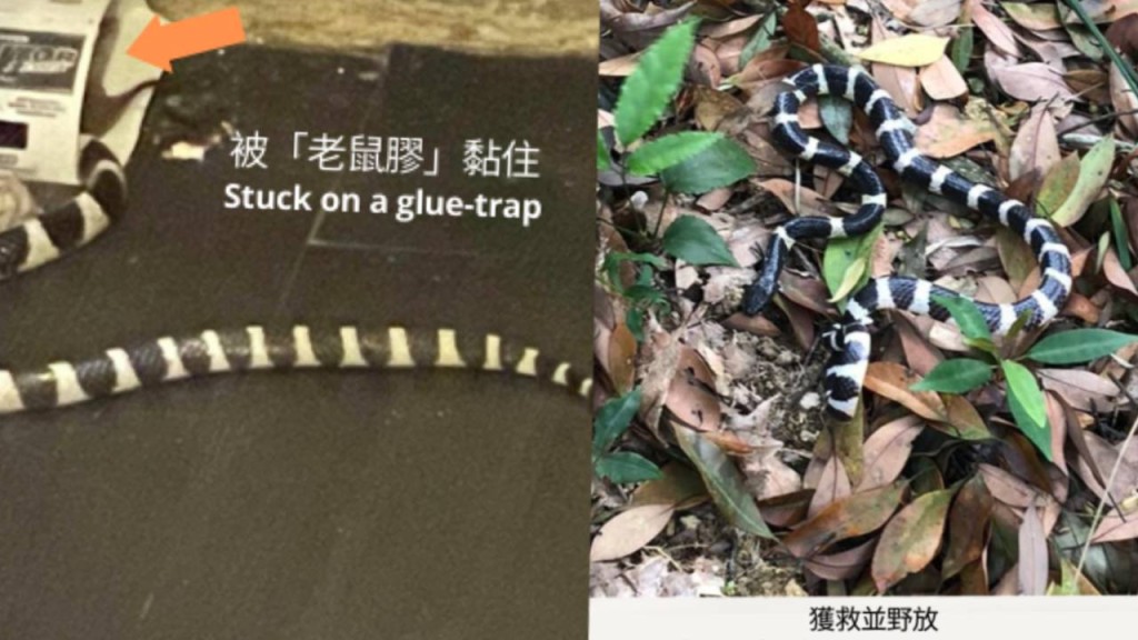 一条银脚带受困老鼠胶，其后获救。嘉道理农场FB