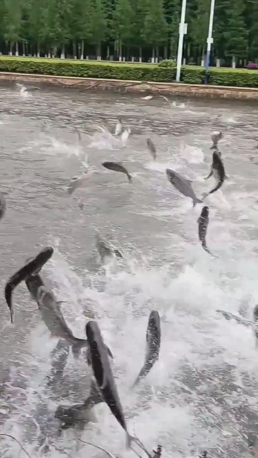 昆明滇池6月1日有數以百計的魚群翻騰躍出水面。抖音