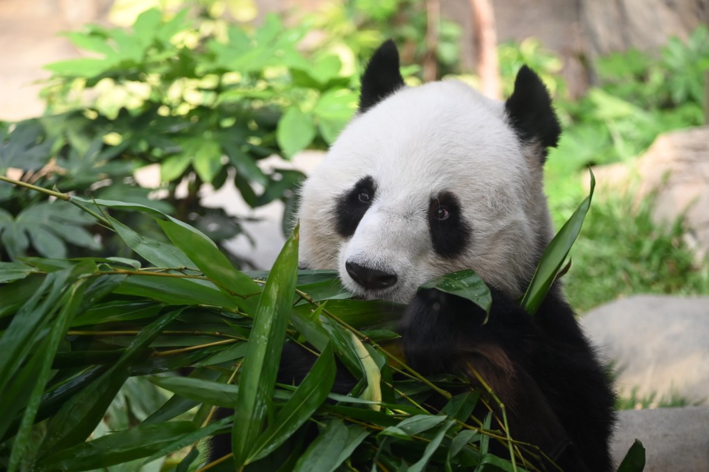 图为现居香港的熊猫乐乐。资料图片