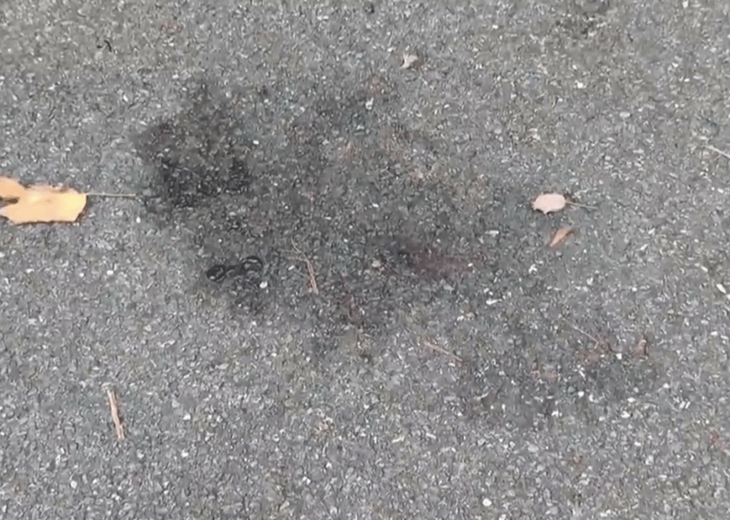 貓被虐殺現場地上還留下痕跡。 貓被虐殺現場地上還留下痕跡。