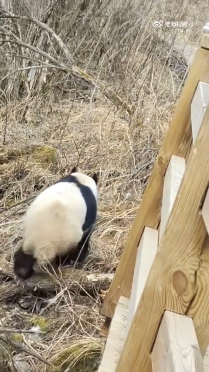 四川九寨沟7级大地震后，首次拍下野生大熊猫活动影片。红星新闻