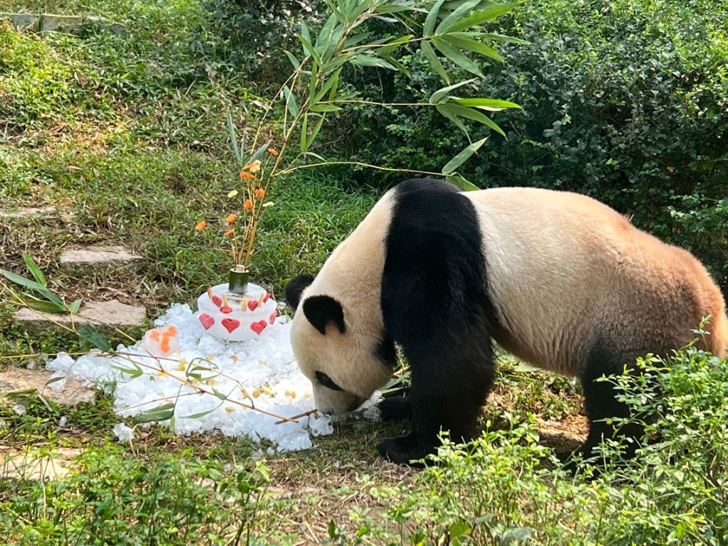 康康。澳門政府圖片