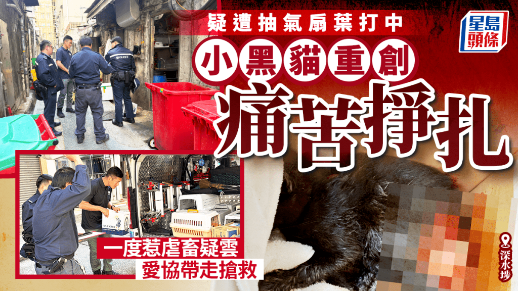 石硤尾街後巷黑貓浴血掙扎 疑遭抽氣扇葉打傷 愛協帶走搶救