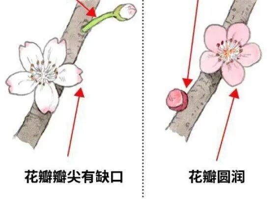 左图为樱花，右图为梅花。 网图