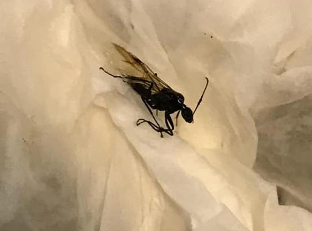 香港昆蟲學會會長陳濤表示,看似是弓背蟻的繁殖個體,是常見會飛入屋的昆蟲。