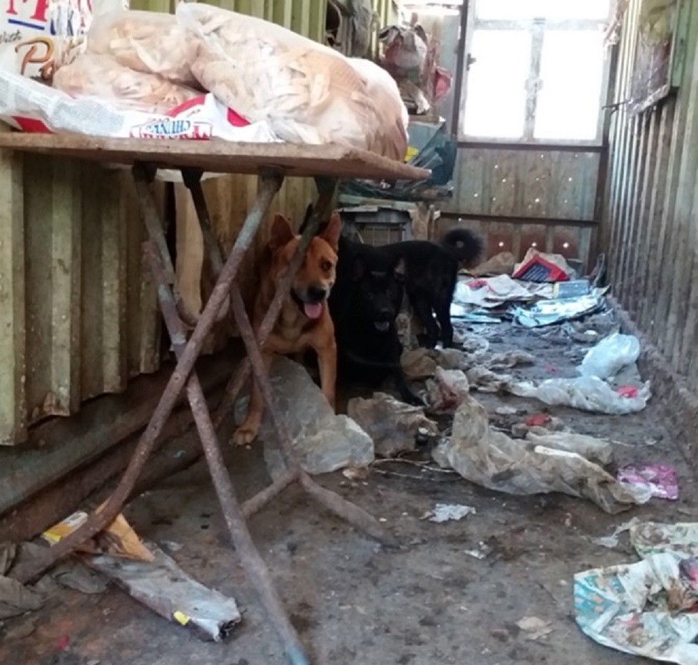 2015年5月，12隻狗被遺棄在村屋內，其中4隻狗已死亡而屍體已腐爛。警方因在 6 個月時限內無法找到租戶而未能檢控。香港大學提供