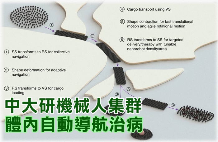 中大研發的微型機械人集群自動導航技術，讓機械人可成群結隊在人體內遊走，並自動躲避障礙物。 （中大提供）