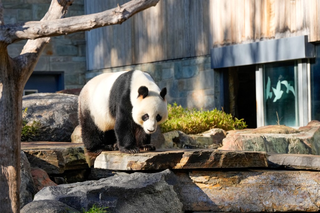 大熊猫旺旺已留在澳洲15年。（路透社）
