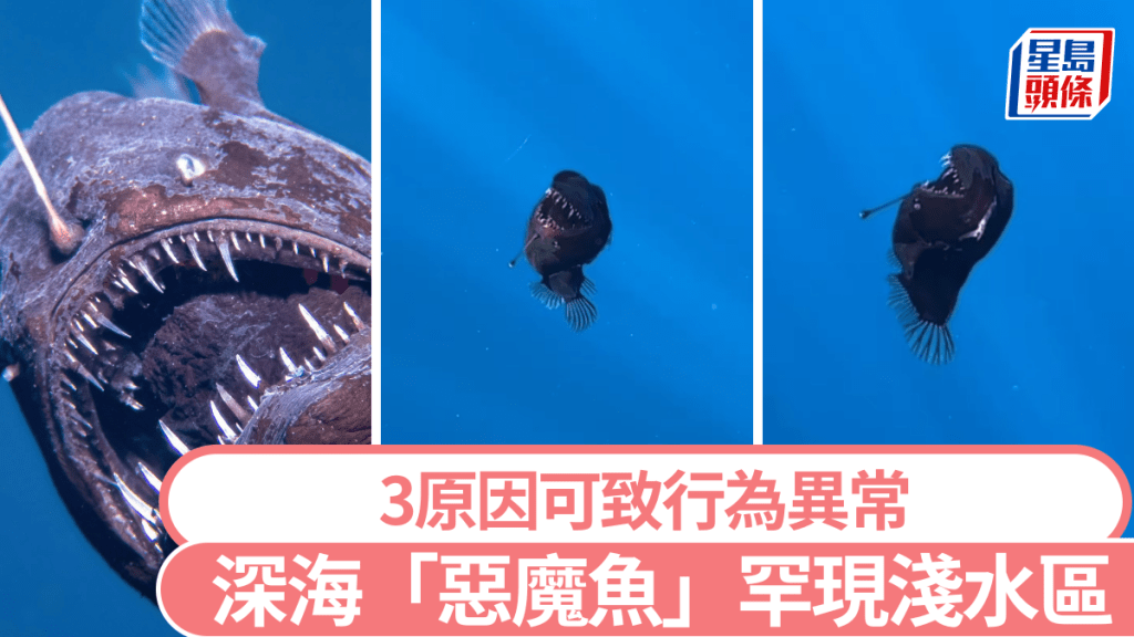 白天淺水區首見深海鮟鱇魚。